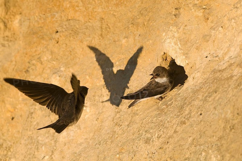 Sand martin