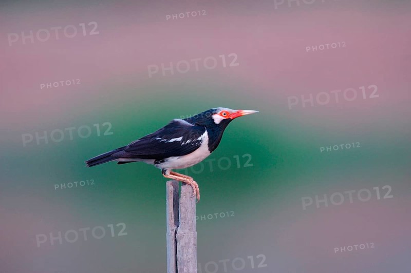 Asian pied piper asian pied starling