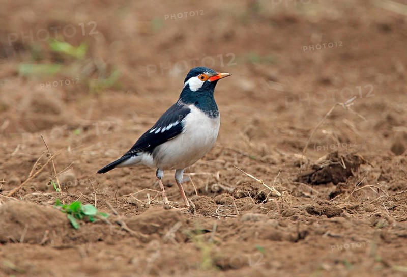 Asian pied myna