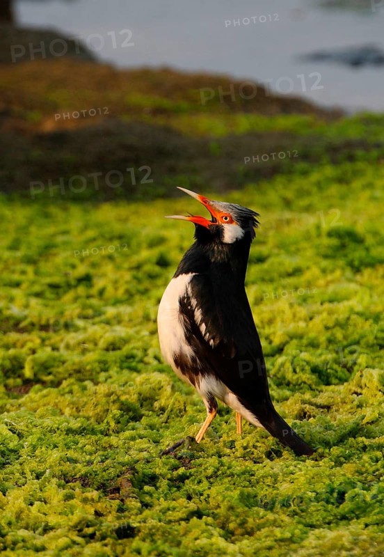 Asian Pied Myna