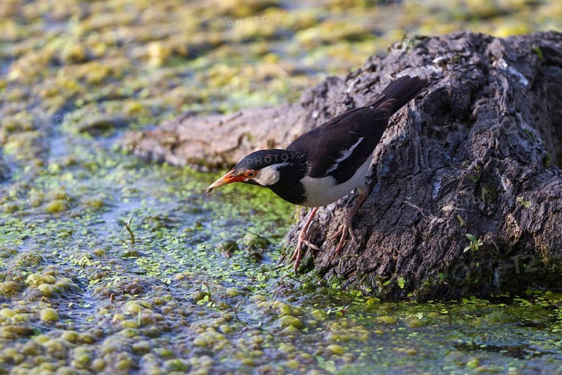 Asian Pied asian pied starling