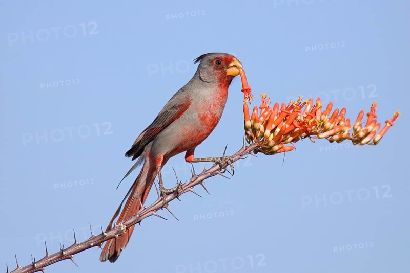 Pyrrhuloxia