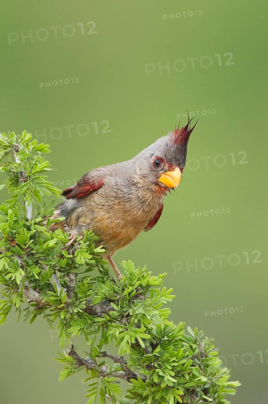 Pyrrhuloxia sinuatus