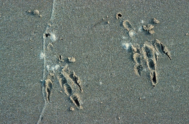 Tracks of common ravens