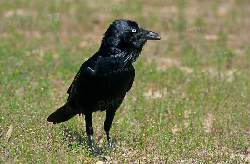 Australian raven