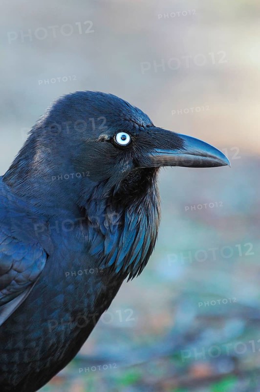 Australian raven