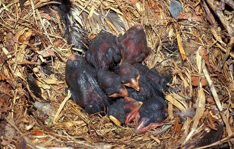 Rook