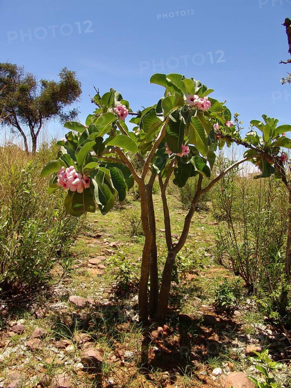 Poison dart plant