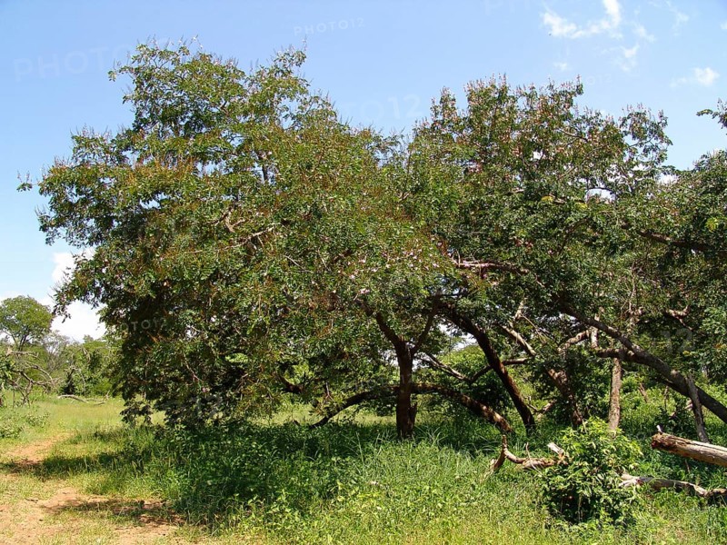 Zambezi Rhodesian Teak