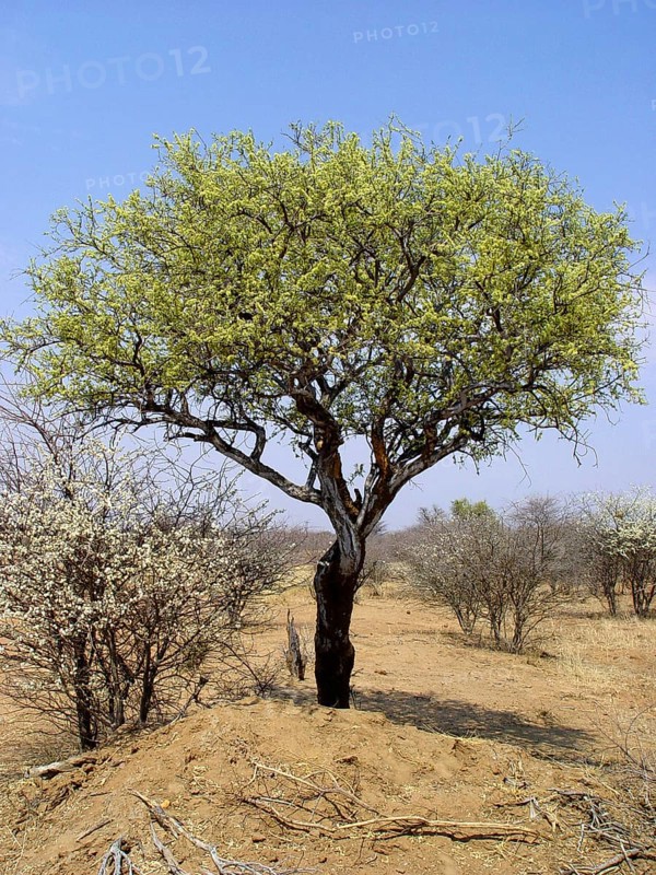 White trunk