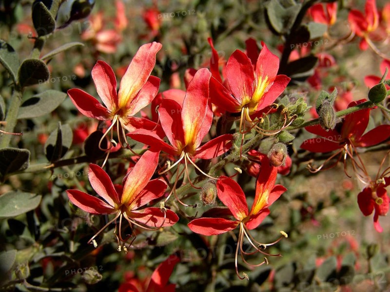 Waxflower