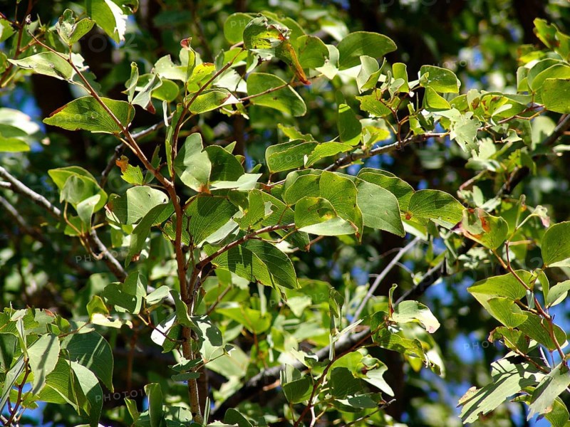 Mopane tree