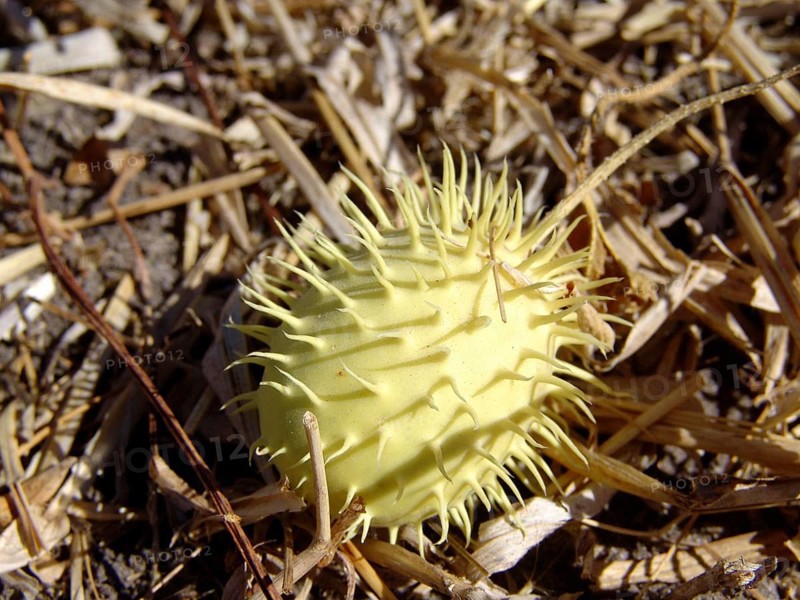 (Anguria) cucumber, hedgehog cucumber