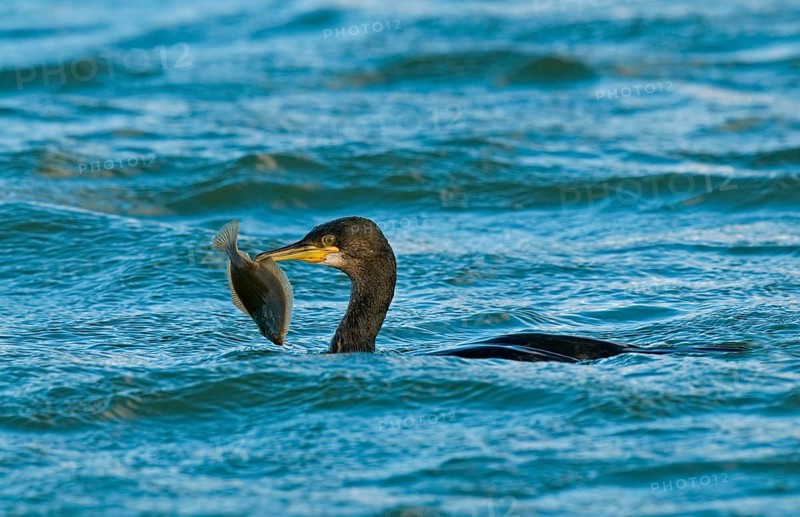European Shag