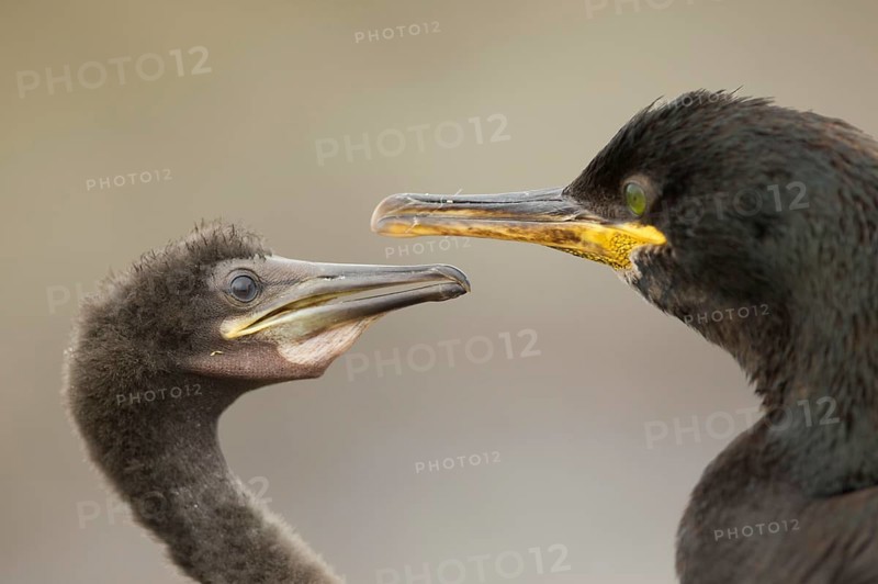 European common shags