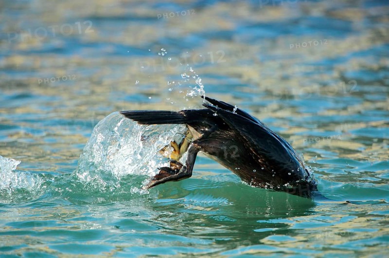 European Shag