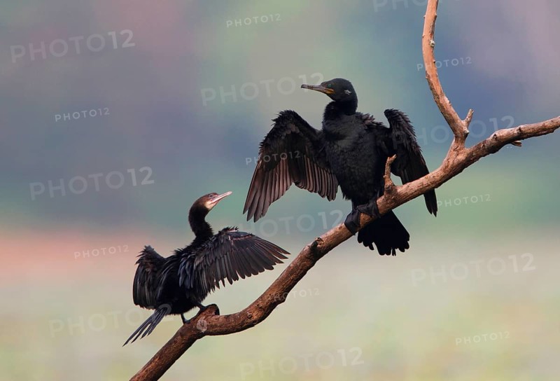 Indian Cormorant