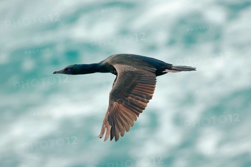 Stewart Island Shag