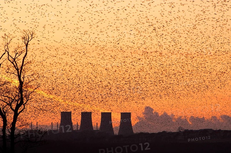 Common common starling