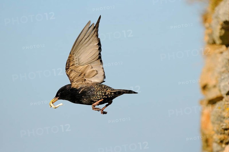 Common Starling