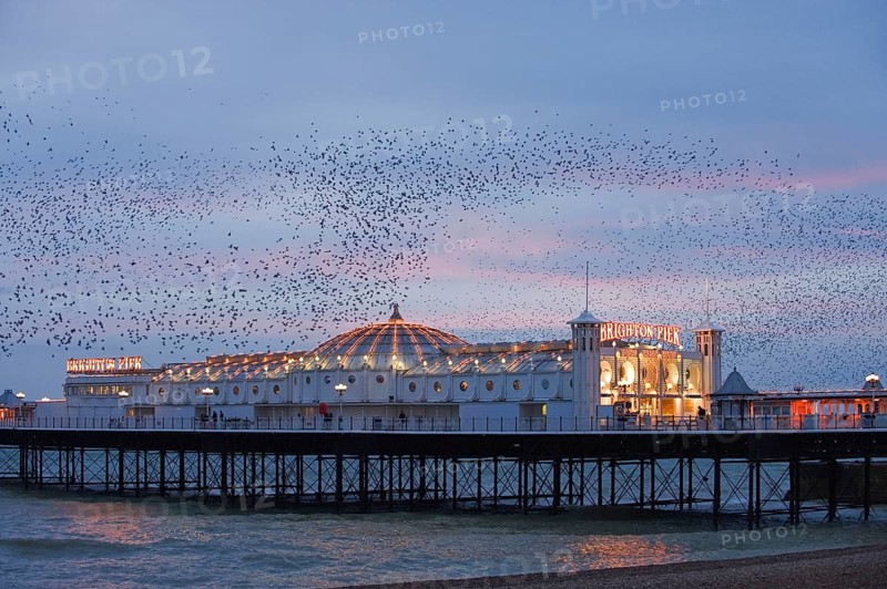 Common common starling