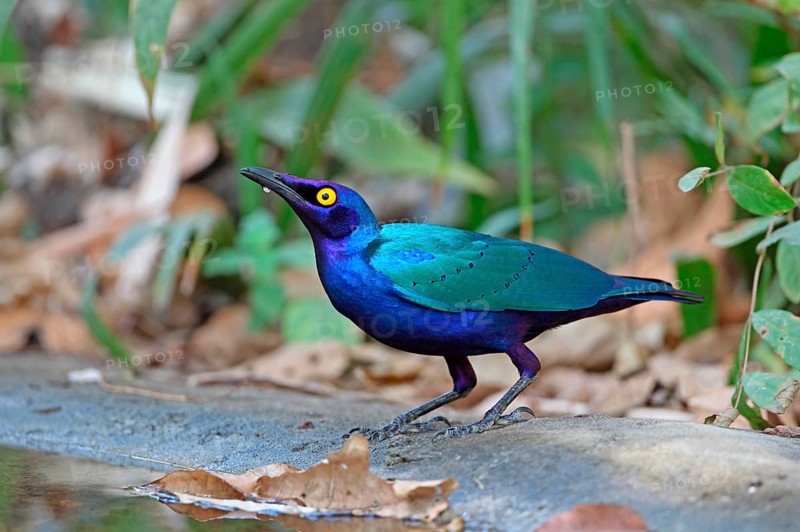 Greater Blue-eared Glossy-starling