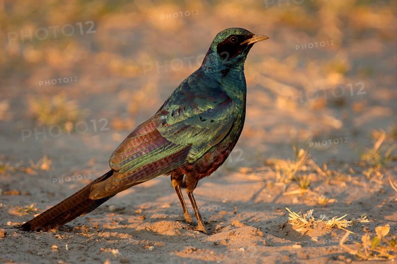 Burchell's starling