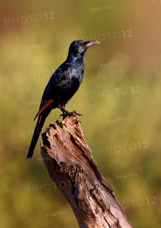 Adult red-winged starling