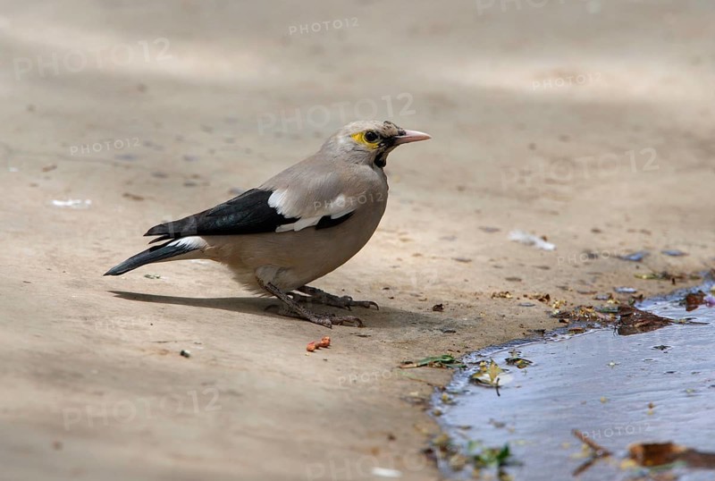 Wattled Starling
