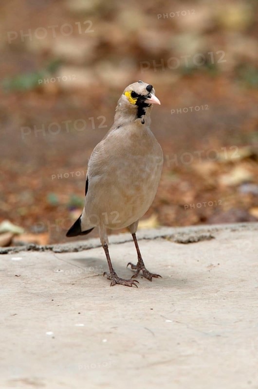 Wattled Starling
