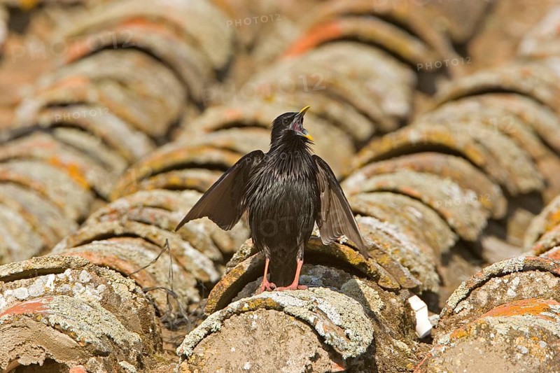 Spotless Starling