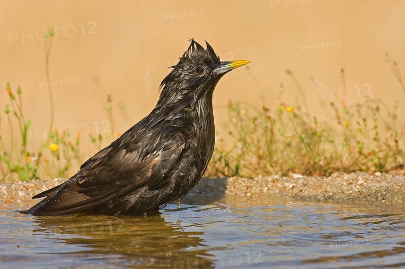 Spotless Starling