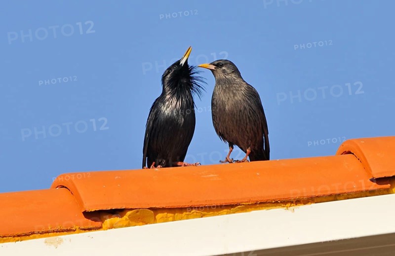 Spotless Starling