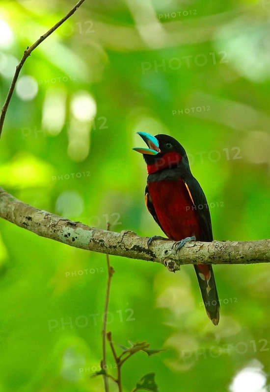 Black-and-red Broadbill
