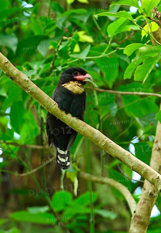 Brown-throated Broadbill