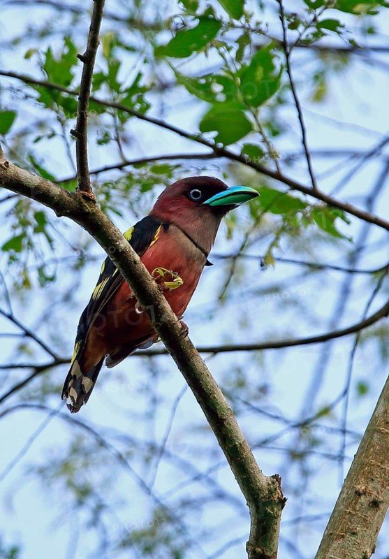 Purple-headed Broadbill