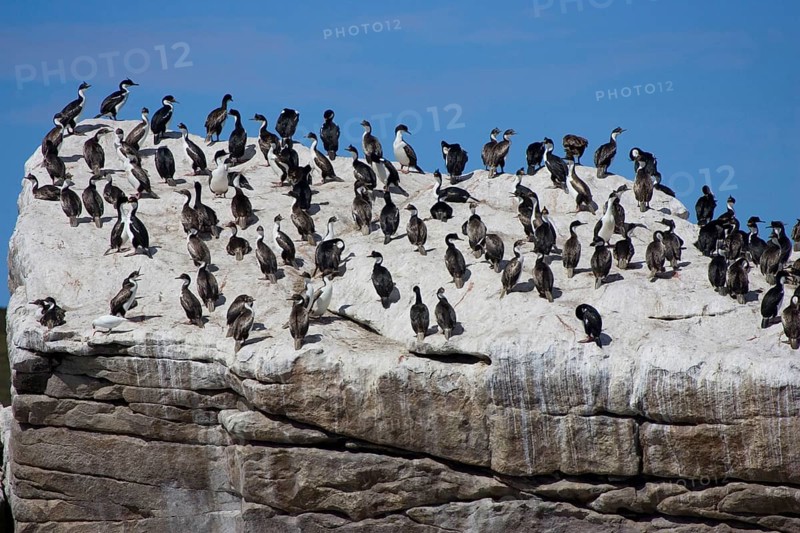 Blue-eyed cormorant