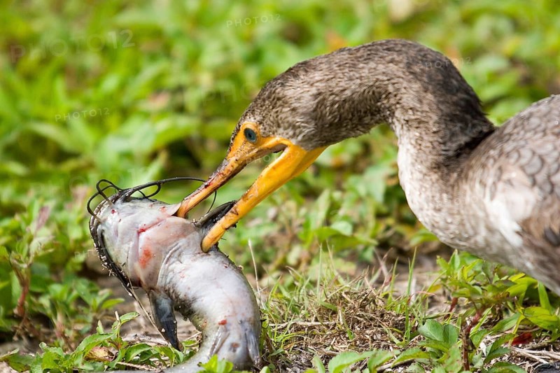 Double crested Cormorant