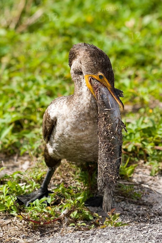 Double-crested cormorant