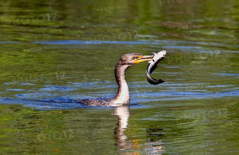 Double-crested cormorant