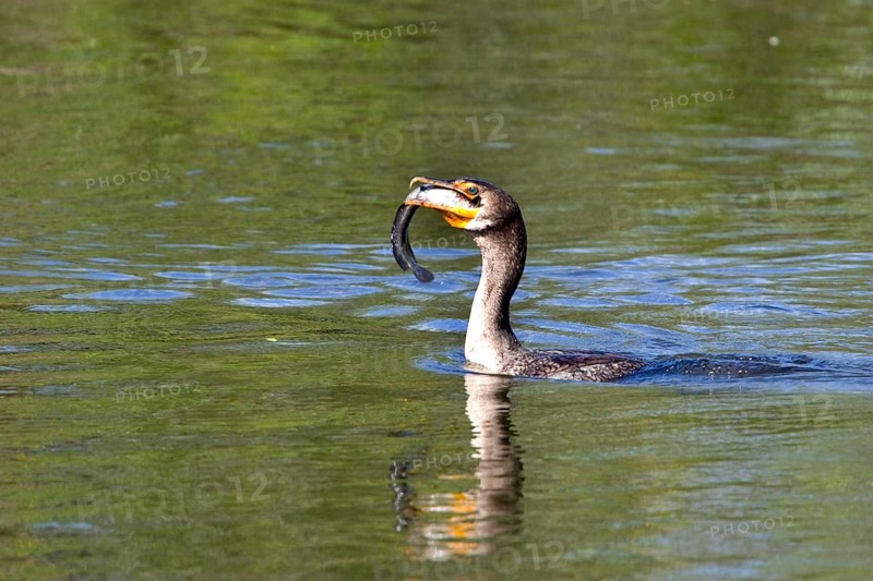 Double-crested cormorant