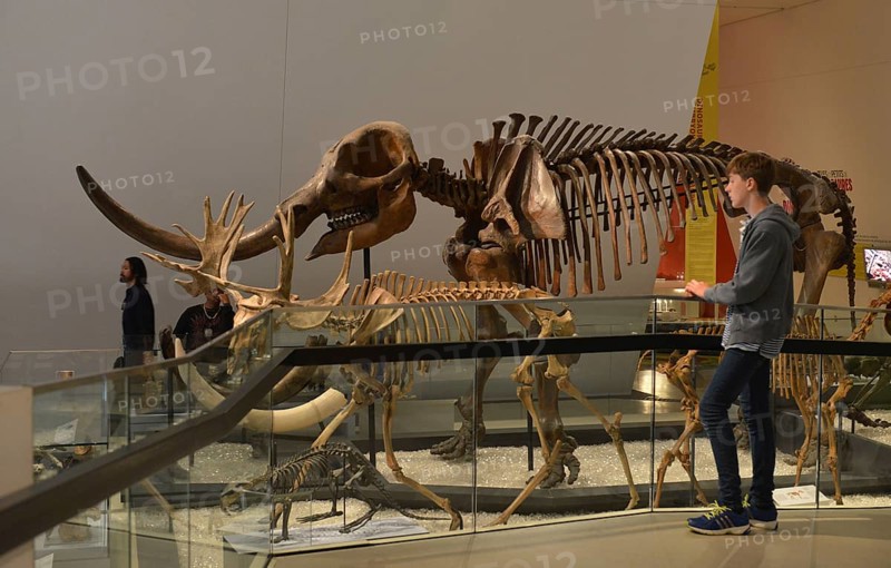 Royal Ontario Museum