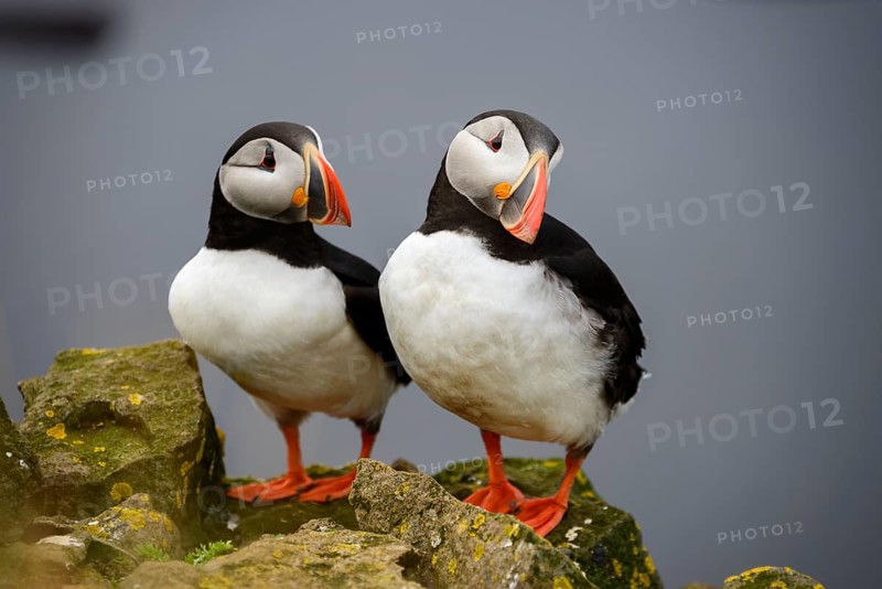 Atlantic Puffin