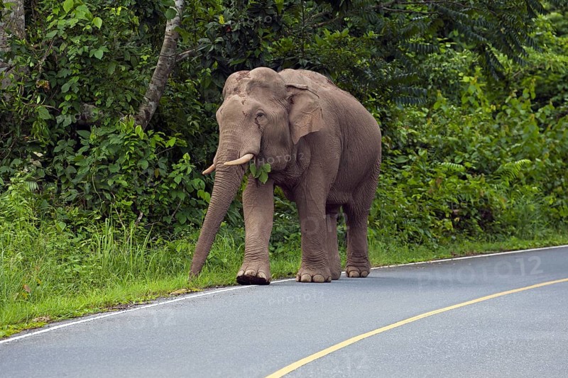 Asian elephant