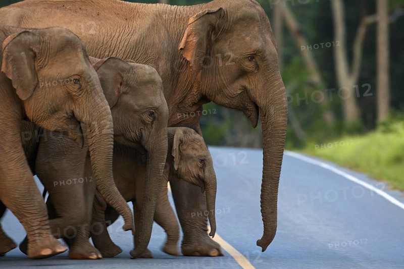 Animal family