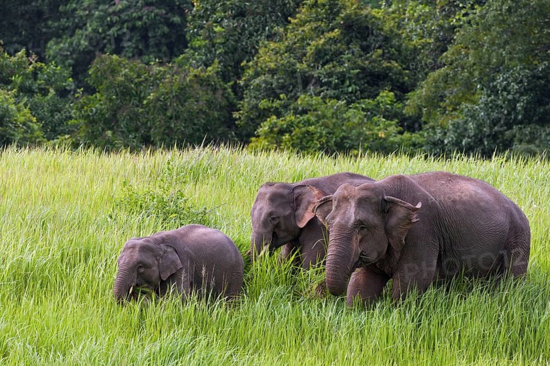 Animal family