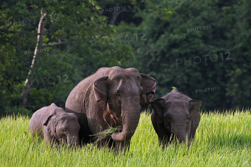 Animal family