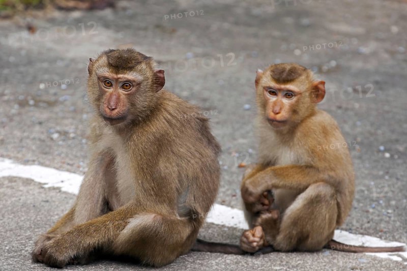 Northern pig-tailed macaque