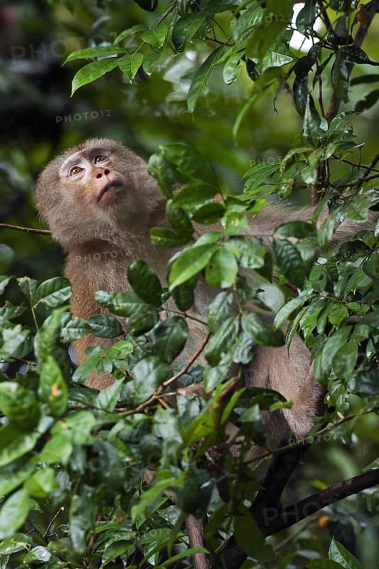 Northern pig-tailed macaque