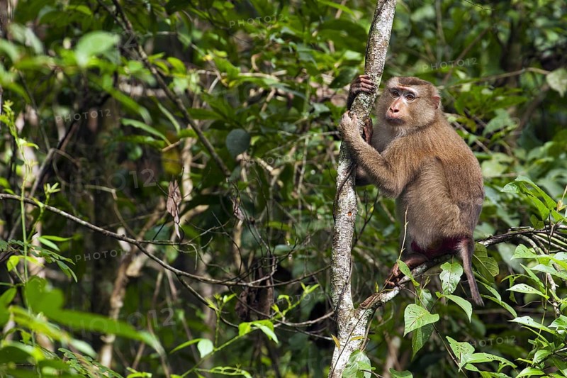 Northern pig-tailed macaque